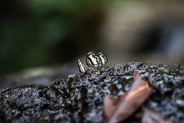 little butterflies on wet rock
