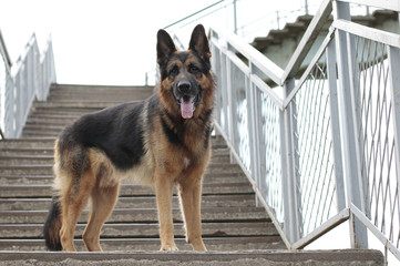 Dog german shepherd is on the steps in a summer day