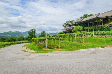  Vinyard