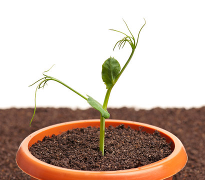 Sprouted young plant