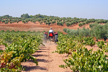 Labranza de vi&ntilde;edos, Extremadura (Espa&ntilde;a)
