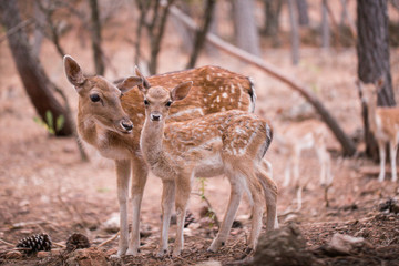 Two young Cervus Dama Deers
