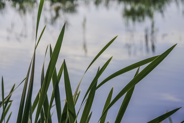 Fototapeta premium Green reeds on the pond