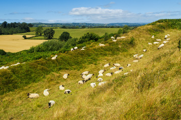 OSWESTRY, ENGLAND - AUGUST 7: Flock of sheep resting on a hot summer August day in Shropshire farmland. On 7th August 2016. In Oswestry, Shropshire, England.