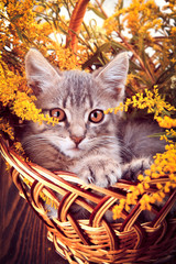 Little kitten sitting in the basket with flowers © maryviolet