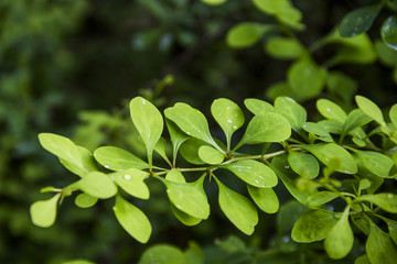 Fototapeta na wymiar barberry leaves (Berberis)