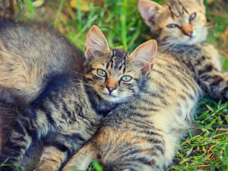 Naklejka na ściany i meble two kittens lying on the grass