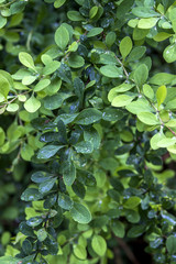 barberry leaves (Berberis)