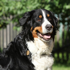 Nice bernesse mountain dog in the garden