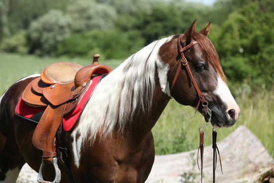 Portrait of beautiful paint horse stallion