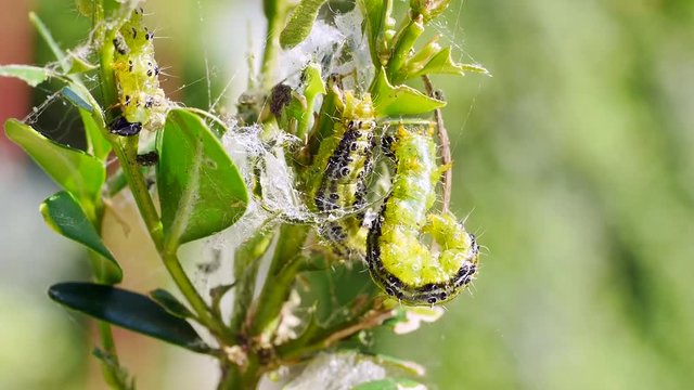 Raupen des Buchsbaumz&uuml;nslers, Cydalima perspectalis