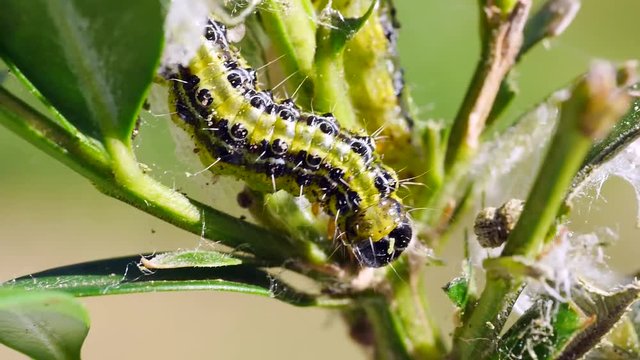 Raupen des Buchsbaumz&uuml;nslers, Cydalima perspectalis