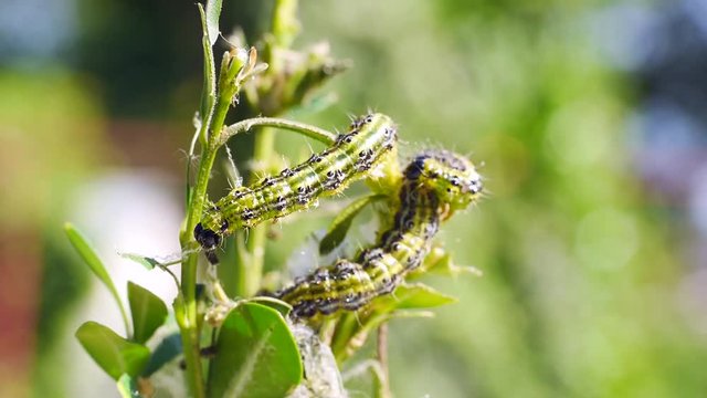 Raupen des Buchsbaumz&uuml;nslers, Cydalima perspectalis