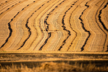 harvested field with straw lines