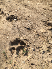 Paw prints on ground