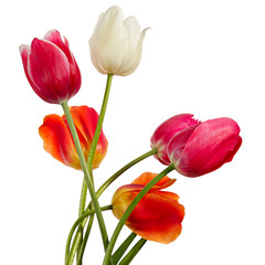 Tulips