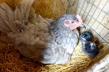 Chicken with chicks in the nest