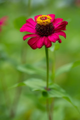 Zinnia flower on the green background