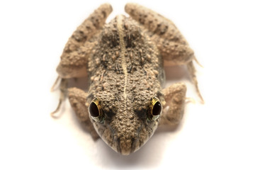 Frogs white background, Close-up, macro photos