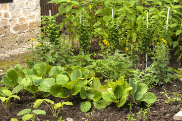 Small green vegetable garden in village house yard closeup