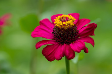 Zinnia flower on the green background