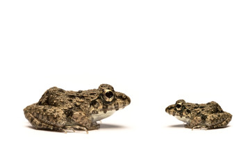 Frogs white background, Close-up, macro photos
