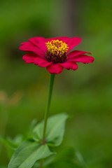 Zinnia flower on the green background