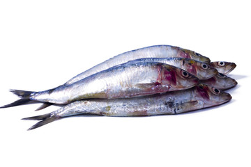 seafood, fish: sardines isolated on white