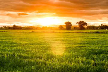 Naklejka premium Rice cornfield at twilight sunset, Light shining through mountain