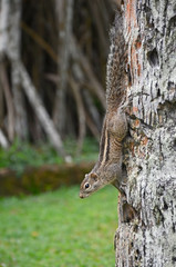 Palm squirrel (Funambulus palmarum) on the trunk of the palm tree. Wadduwa, Sri Lanka. Very similar to a Chipmunk.