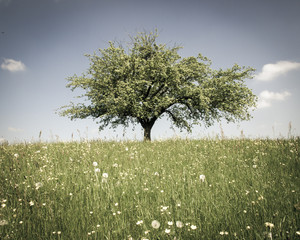 lonely tree (252) apple tree