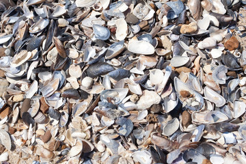 Seashells background. Many sea shells on a beach summer background. Small seashells and sand beach holiday background, summer backdrop. 
