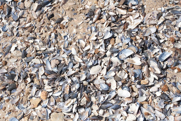 Seashells background. Many sea shells on a beach summer background. Small seashells and sand beach holiday background, summer backdrop. 
