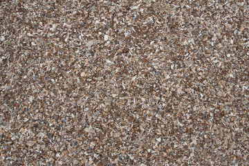 Seashells background. Many sea shells on a beach summer background. Small seashells and sand beach holiday background, summer backdrop. 
