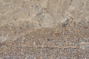 Seashells background. Many sea shells on a beach summer background. Small seashells and sand beach holiday background, summer backdrop. 
