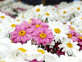 Pink Chrysanthemum flowers among white Chrysanthemum flowers (Leadership, difference or business concept)