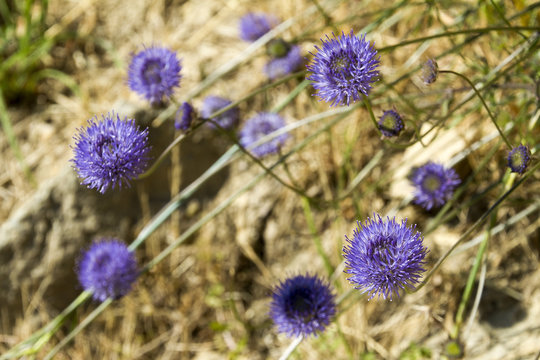 Jasione montana