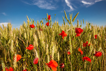 Fototapeta premium Czerwone płatki
