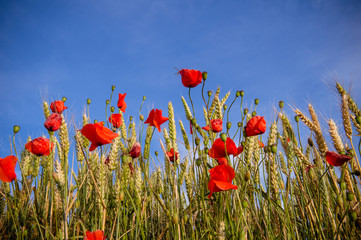 Fototapeta premium Robe de Coquelicot
