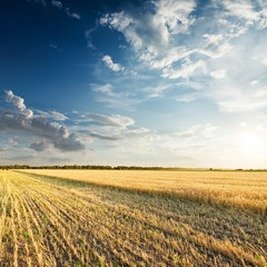field with golden wheat in harvesting in sunset