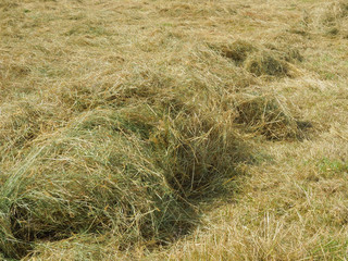 Freshly cut summer hay