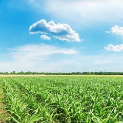 Fototapeta na wymiar agricultural field with maize and blue sky over it