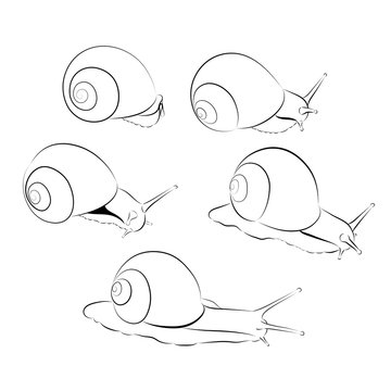 vector snail set. black and white shape
