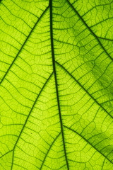 Fototapeta na wymiar Behind green leaf surface