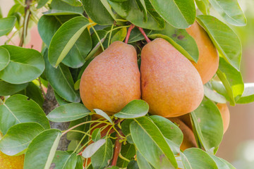 pear fruits on the tree
