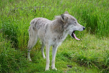 A grey wolf in the grass in Alaska