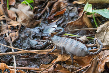 A pregnant Giant  Scorpion  in thailand