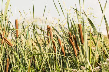 Obraz premium reed