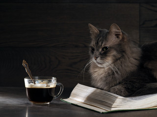 Gray big cat lies on the open book. Nearby stands a cup of coffee.