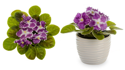African violet (saintpolia) in decorative ceramic cache pot isolated.
